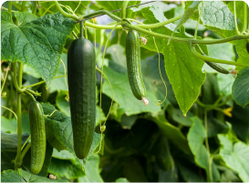 ツタ系野菜